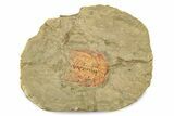 Colorful Kettneraspsis Trilobite With Pos/Neg - Timrzit , Morocco #270559-2